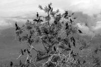 София на кормораните; comments:5