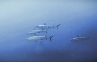 без име ( ID=2572672 ); Коментари:5