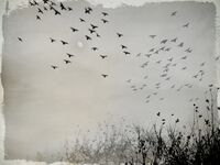 без име ( ID=2572696 ); Коментари:11