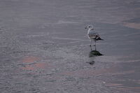 Розовият дъх на зимния залез; Коментари:1