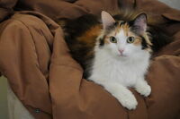 Властелинът със зелените очи; Коментари:7