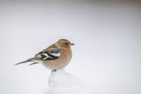 без име ( ID=2572721 ); Коментари:6