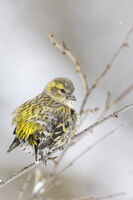 без име ( ID=2572722 ); Коментари:4