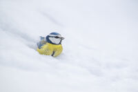 без име ( ID=2572724 ); Коментари:5