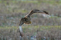 Мишелов; Коментари:6