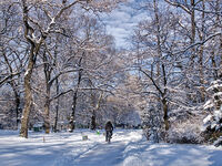 Като нямаш шейна...; Коментари:4