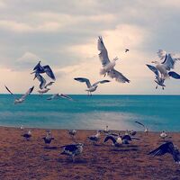 без име ( ID=2572814 ); Коментари:1