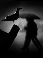 без име ( ID=2572826 ); Коментари:31