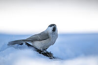 без име ( ID=2572939 ); Коментари:8