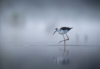 мъгливи утрини; Коментари:17