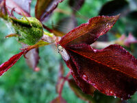 В росата; Коментари:3