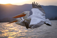 без име ( ID=2573025 ); Коментари:13