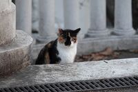 Котка сред колоните; Коментари:2