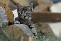 без име ( ID=2573056 ); Коментари:6