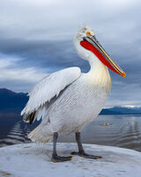 Къдроглав пеликан; Коментари:3