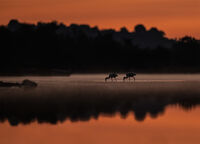 лопатарки пресяват плитчините преди съмване; Коментари:24