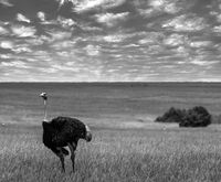 без име ( ID=2573184 ); Коментари:3