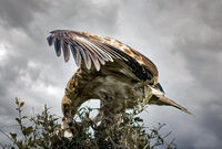 без име ( ID=2573185 ); Няма коментари