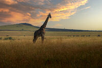 без име ( ID=2573189 ); Коментари:4