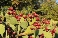 опунция; Коментари:7