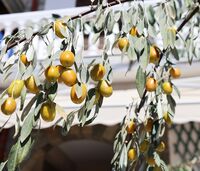 маслина; Коментари:2