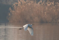 без име ( ID=2573205 ); Коментари:5