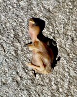 лош късмет; Коментари:3