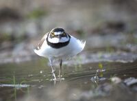 без име ( ID=2573218 ); Коментари:11