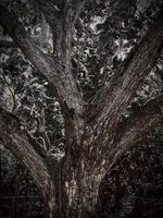 Мъдрост; Няма коментари