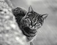 Очи в очи с природата; Коментари:7