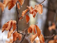 Останали в студа; Коментари:9