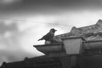 Карнобат; Няма коментари