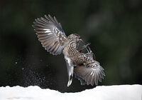 сокерици в разпра; Коментари:5