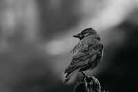 без име ( ID=2573398 ); Коментари:1