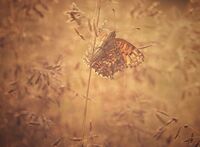 без име ( ID=2573404 ); Коментари:6