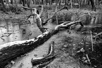 без име ( ID=2573405 ); Коментари:1