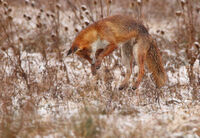 на лов за мишки; Коментари:1