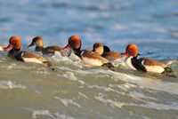 червеноклюни потапници; Коментари:1