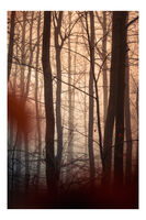 без име ( ID=2573457 ); Коментари:3