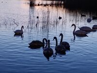 без име ( ID=2573477 ); Коментари:1