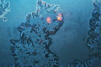 Леденият котарак; Коментари:26