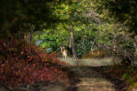 Елен Лопатар; Няма коментари