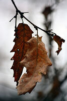 no name ( ID=2573533 ); comments:3