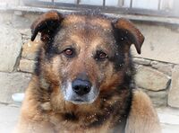 без име ( ID=2573613 ); Коментари:3