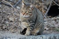 Котка №100; Коментари:1