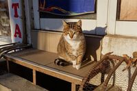 Котка №101; Коментари:1