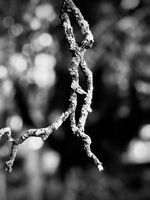 Шшш-т !; Коментари:4