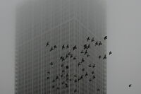 Свободни, въпреки мъглата; comments:23