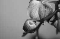 Just a Flower / Sofia 2o26 Jan; comments:1