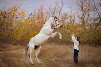 Танц; Коментари:4